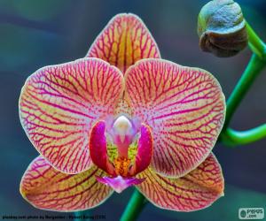 пазл Орхидея фаленопсис